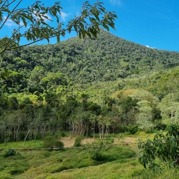 Lush green hillside with trees and clear blue sky in the background.