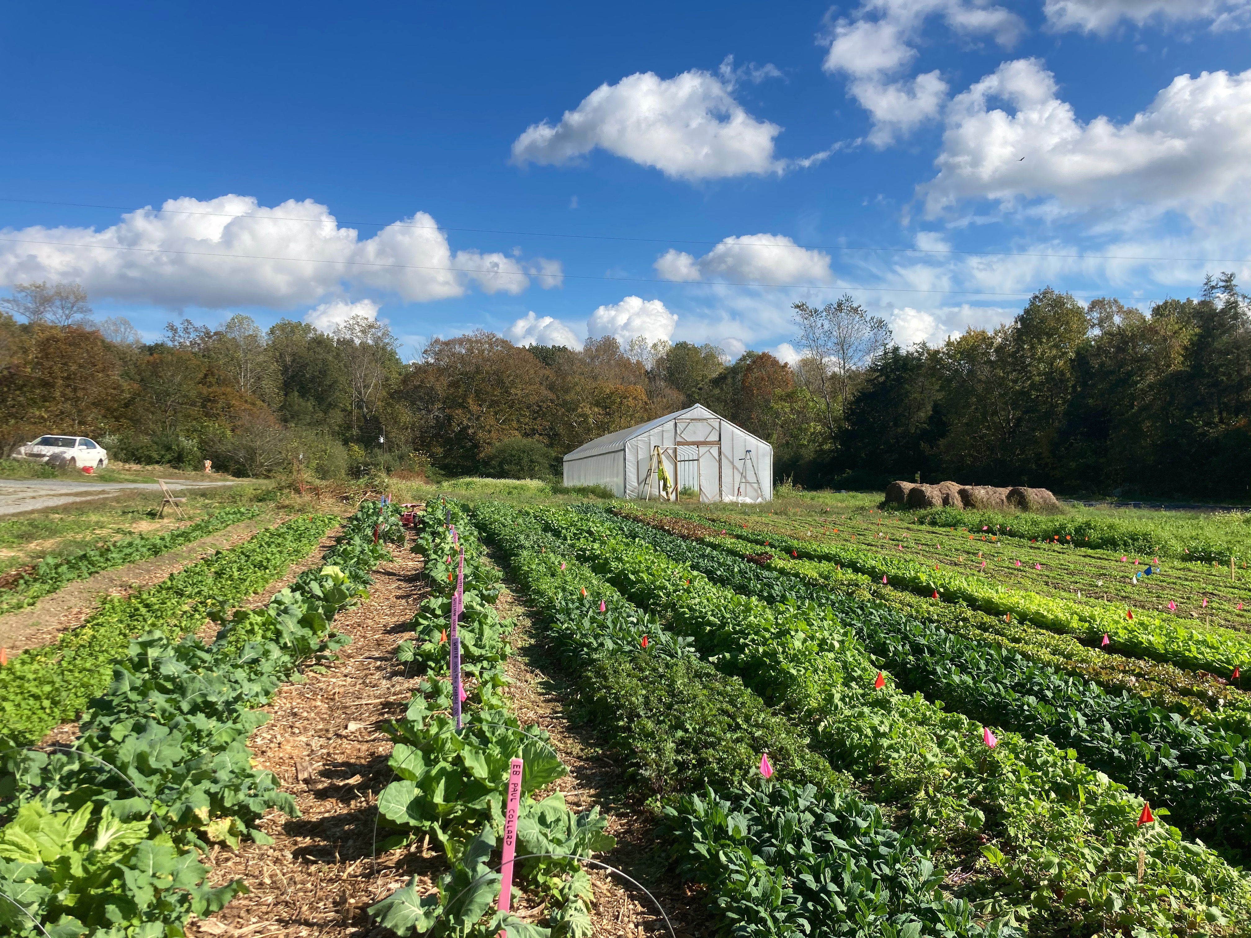 Lush vegetable garden at Acorn Community Farm with greenhouse and trees.