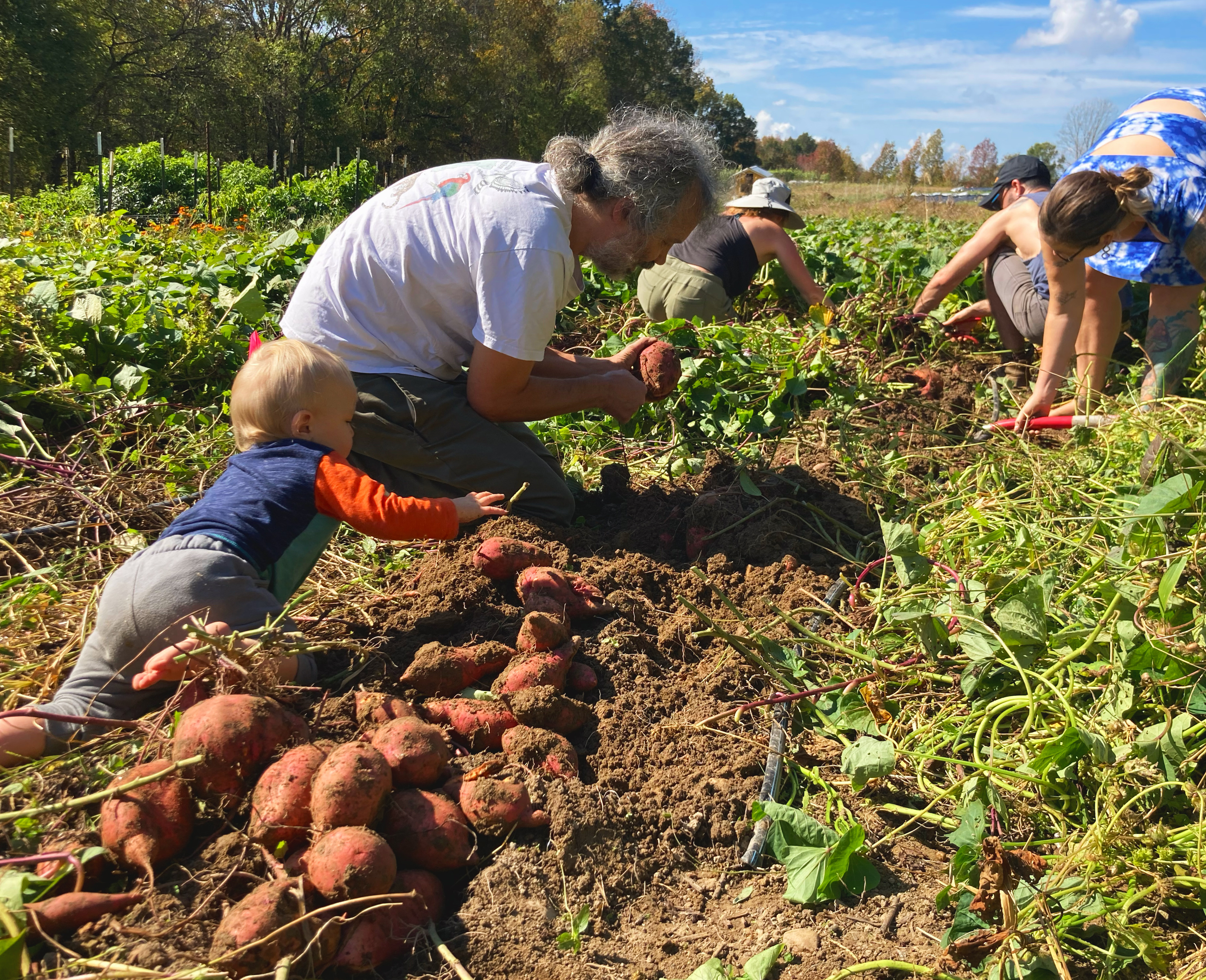 People harvesting sweet potatoes in a community farm setting.