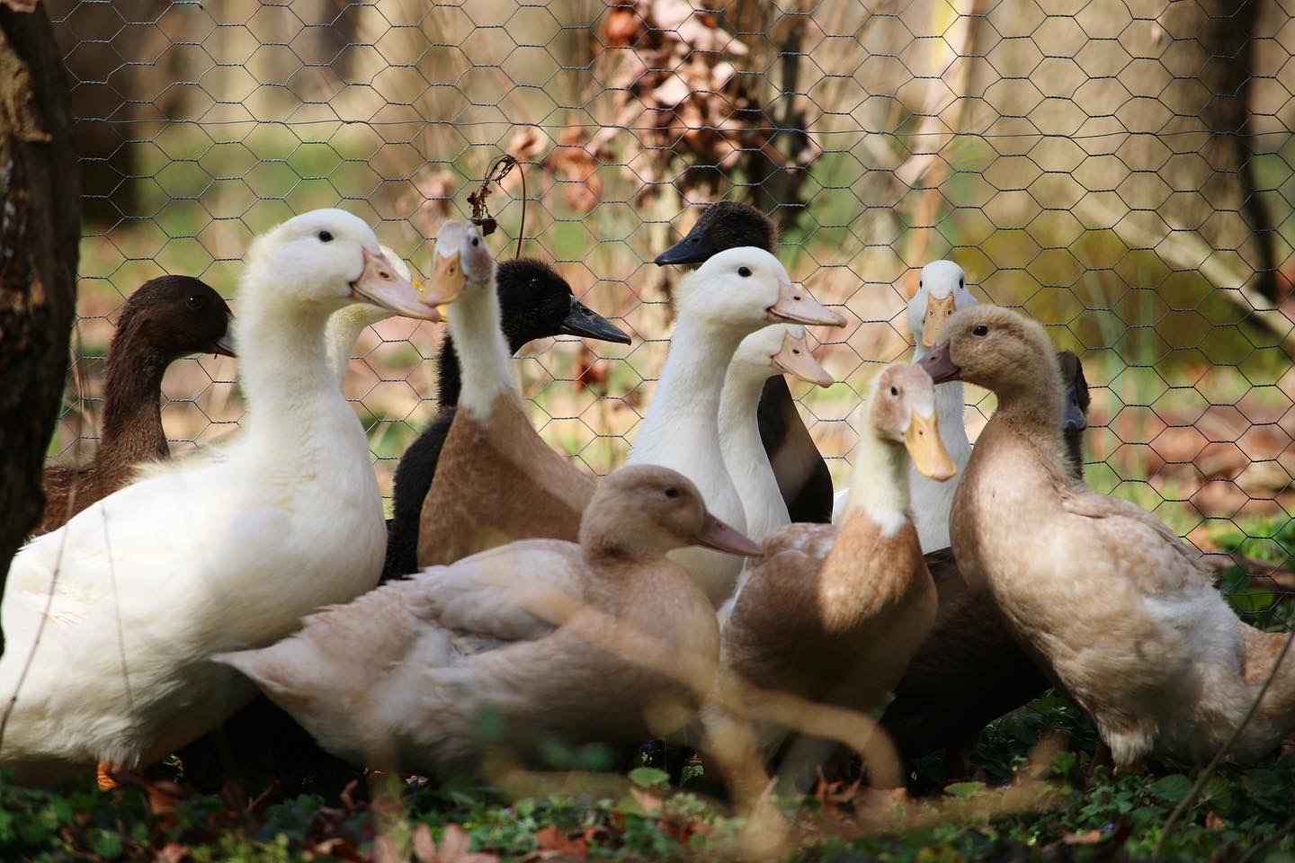 Group of ducks in a farm setting with a wire fence background.