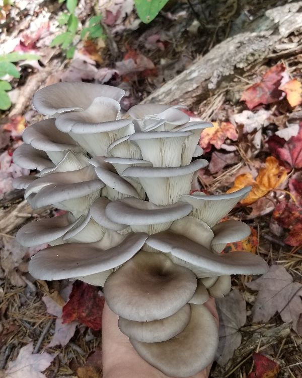 Cluster of mushrooms growing on fallen log in forest with autumn leaves.