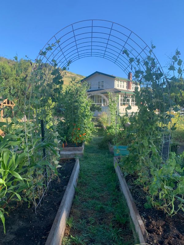 Vegetable garden with trellis and house in background at Foundation for Intentional Community.
