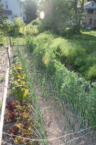 Lush community garden with vegetables and herbs in a residential neighborhood.