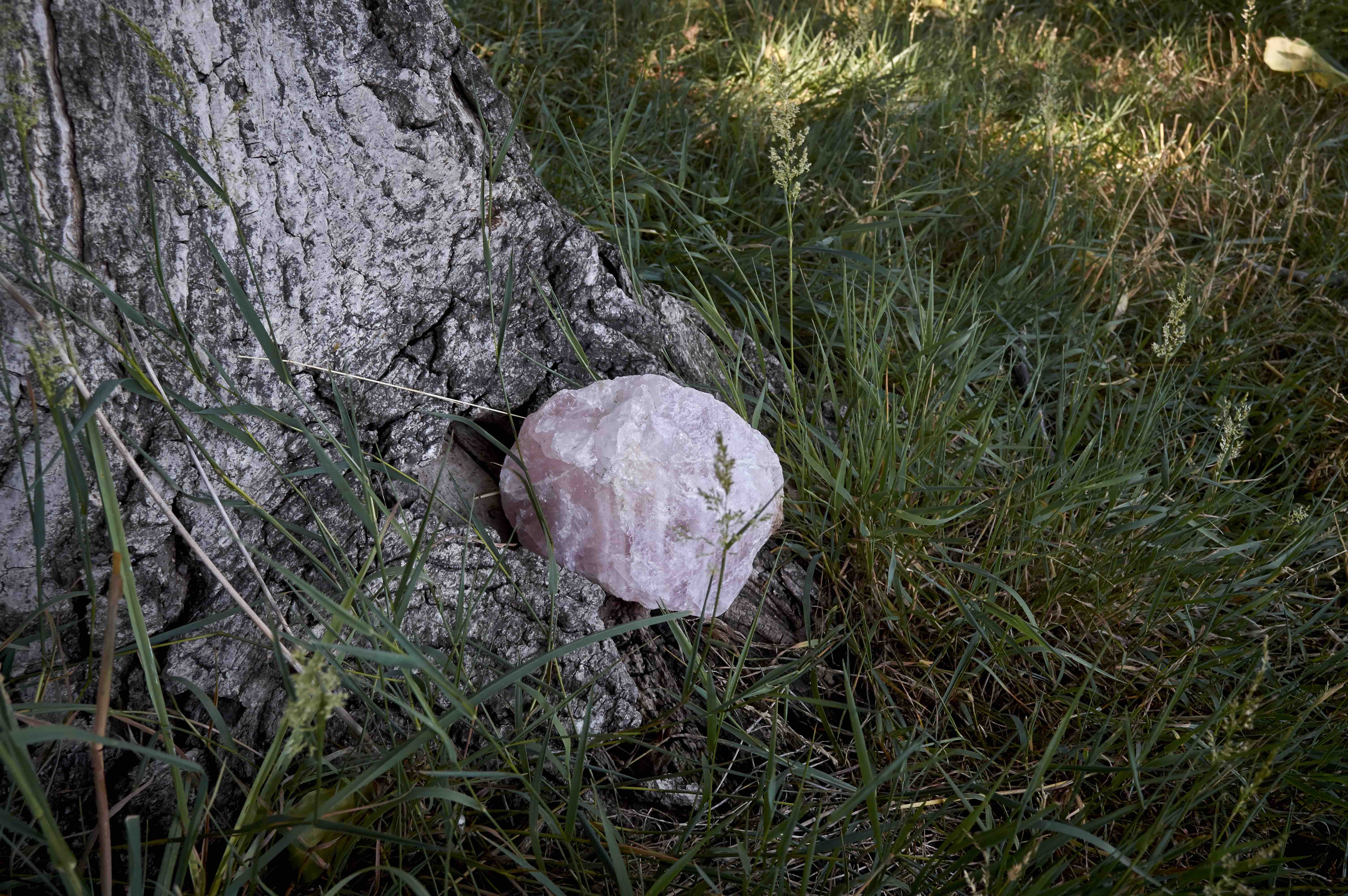 Pink quartz crystal attached to tree trunk in natural outdoor setting.