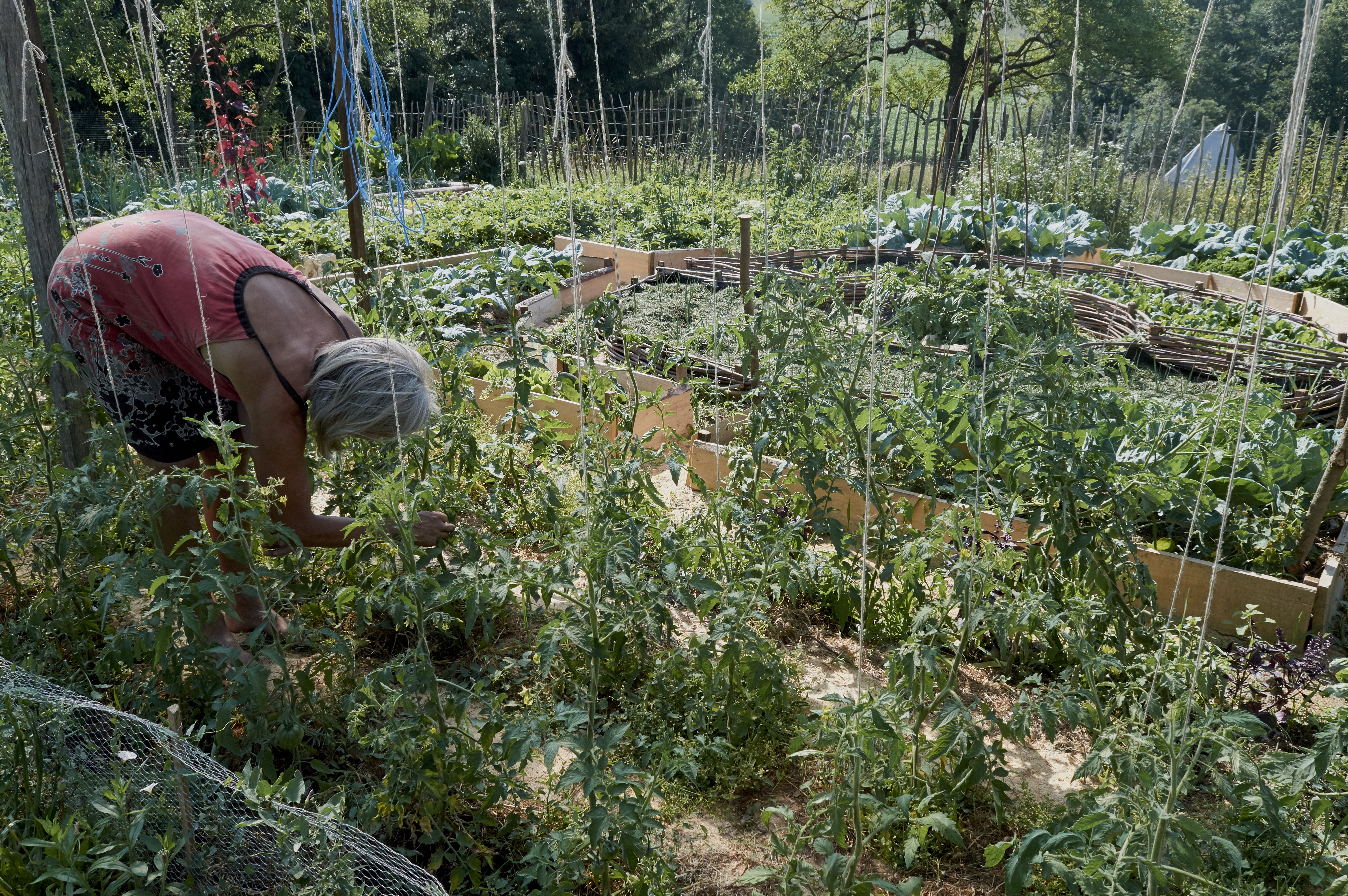 Person tending vegetable garden in a community farm setting.