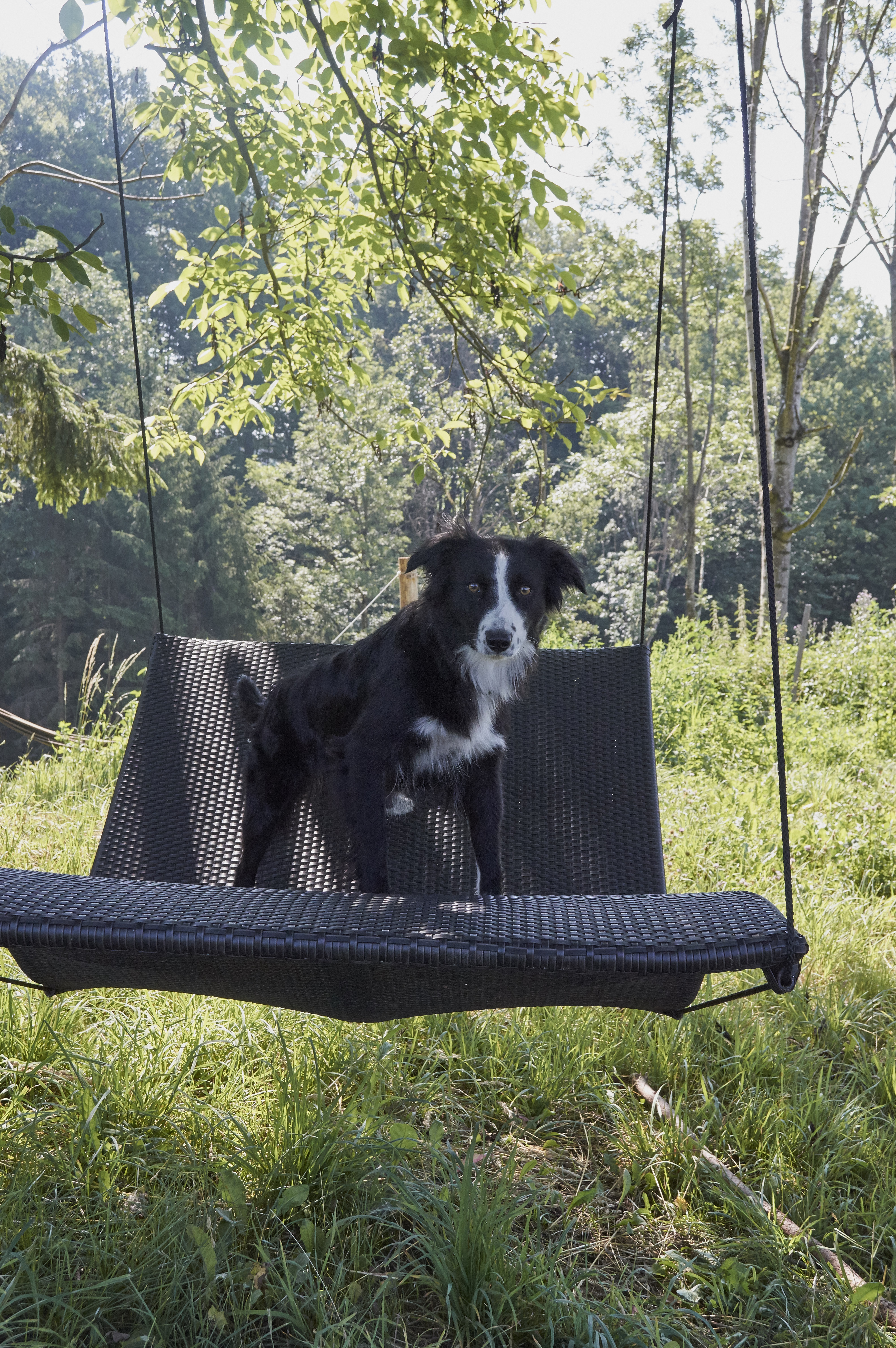 Black and white dog sitting on a swing in a lush green outdoor setting.