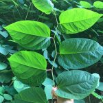 Reunited Society of Believers - Hoot's Roost, Catskills